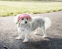 Pet Life 'Sea Spot Sun' Uv Protectant Adjustable Fashion Mesh Brimmed Dog Hat Cap - Pink - Large