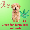 MJ the Weed Leaf 420 Dog Toy